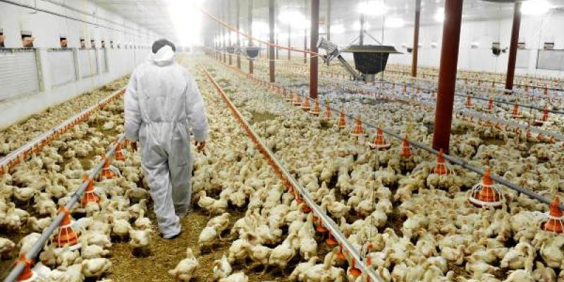 Primer informe ChickenTrack El Chickentrack por el bienestar de los pollos