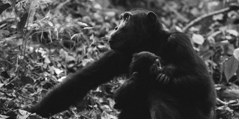 El Chimpancé con su bebé
