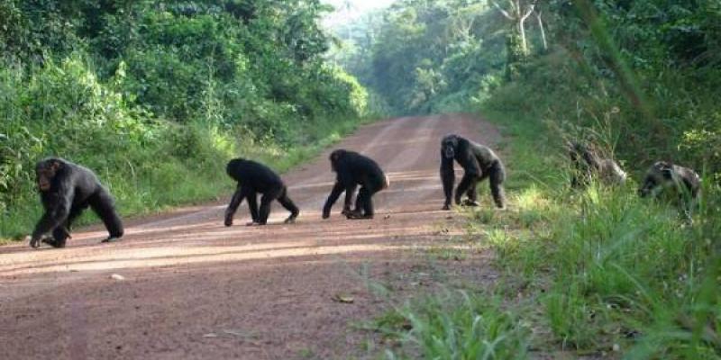 Chimpancés cruzando una carretera en Guinea