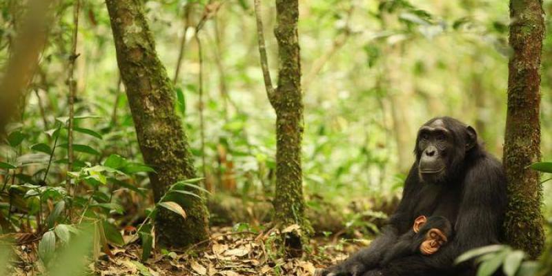 Chimpancés resisten la malaria | Foto de Kevin Langergraber/Proyecto Chimpancé Ngogo Madre y cría de chimpancé en Uganda
