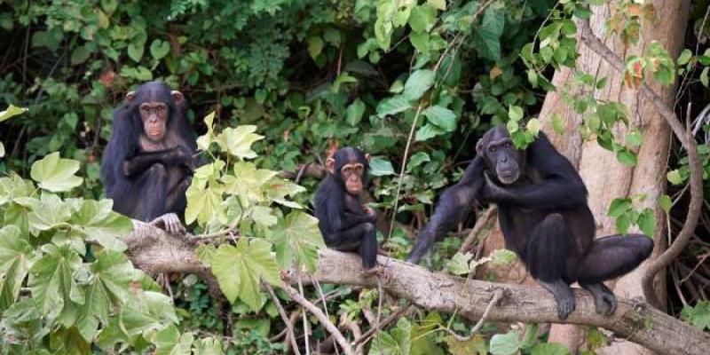 Chimpancés - Foto: Envato Elements Chimpancés