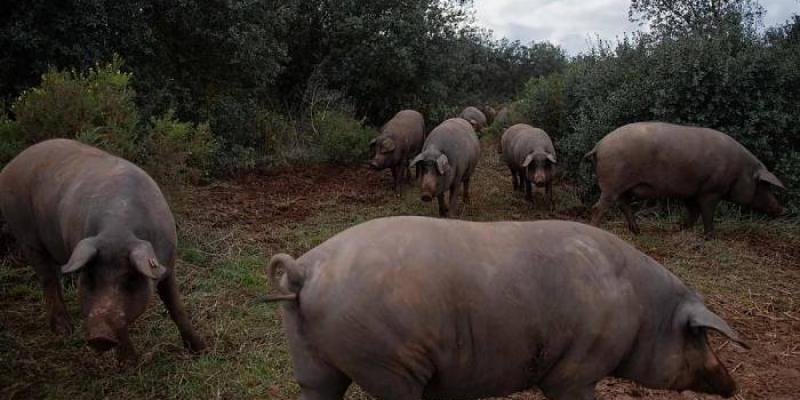 aranceles al cerdo europeo
