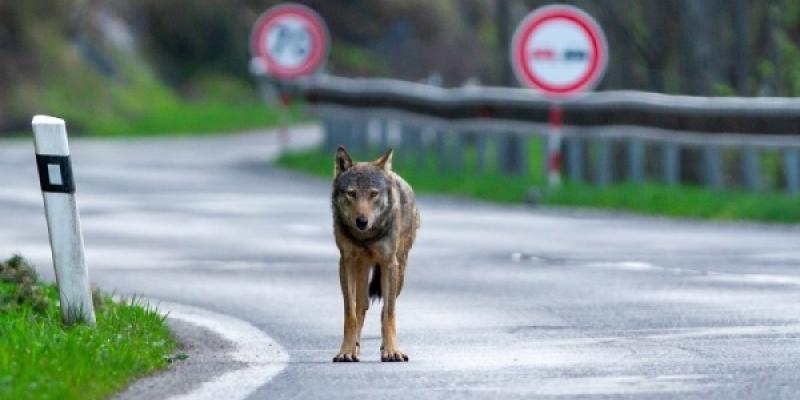 Lobo en la carretera