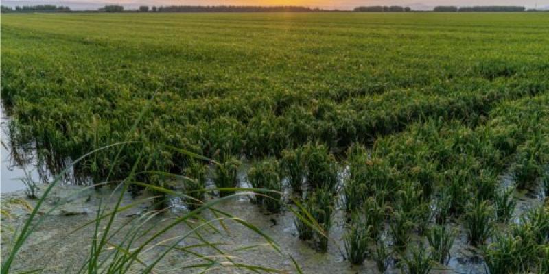 Ciudad Humedal por la Albufera Ciudad Valenciana como Ciudad Humedal