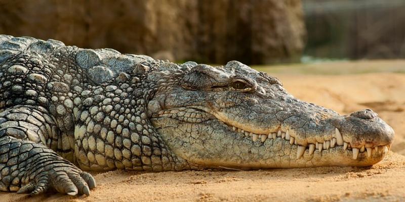 Muere un niño devorado por un cocodrilo delante de su familia. cocodrilo