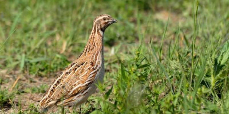 Una codorniz común tranquilamente en el campo