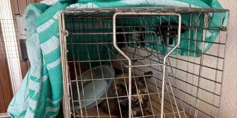 Oleada de animales a refugios en Cullera Refugios de animales colapsados en Cullera
