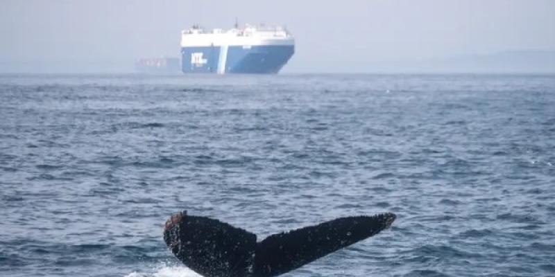 Escasas medidas de prevención para la protección de ballenas del tráfico marino El tráfico marino ponen en peligro a las ballenas y otras especies