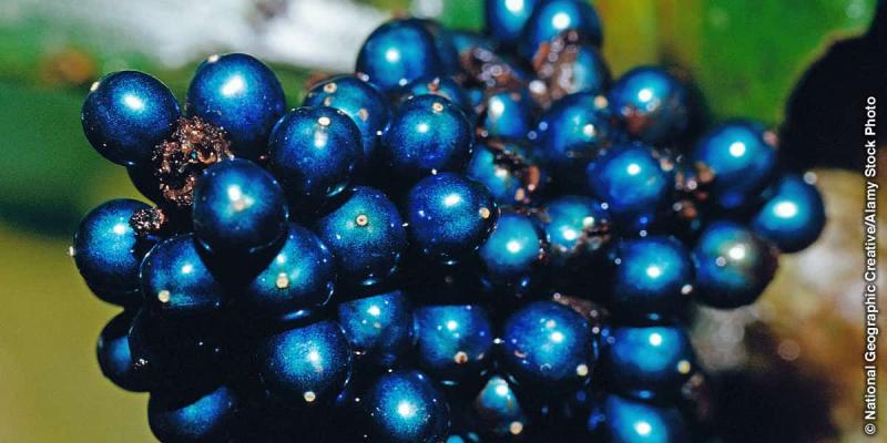 Imagen de la Pollia condensata/JW.ORG Pollia condensata, la planta más mágica