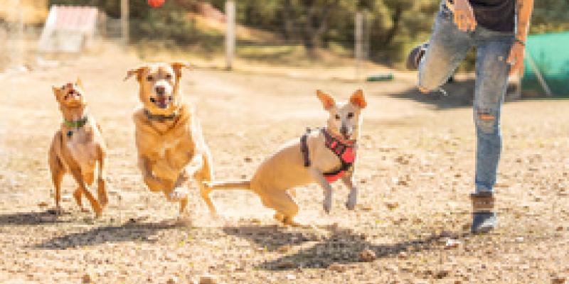 Comandos básicos para enseñar a tu mascota