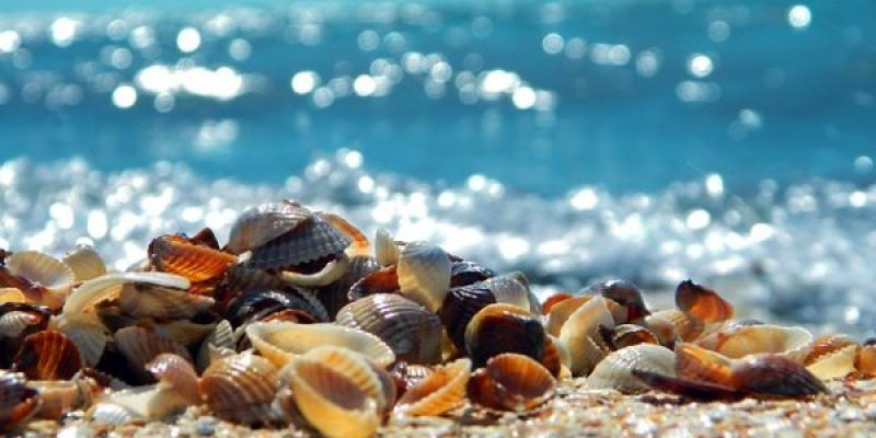Las conchas marinas desaparecen/ Pixabay Conchas marinas en la playa
