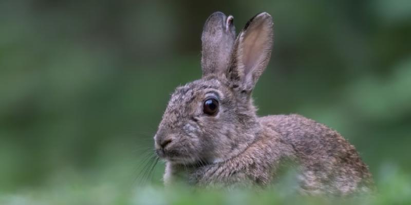 Conejo de monte en un bosque | Foto de 123RF/agdbeukhof Conejo de monte en un bosque