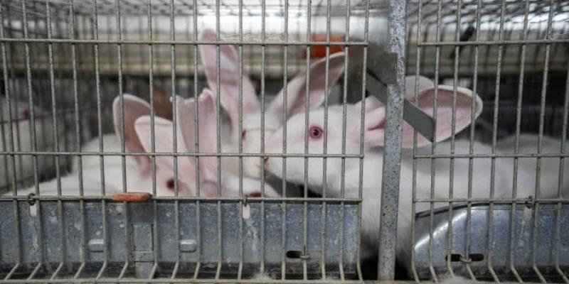 Imagen de conejos encerrados en una jaula/ARTANOTICIAS Normativa de conejos enjaulados