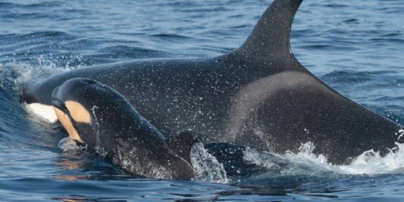 Dos orcas | Foto de Miteco Una orca con su cría