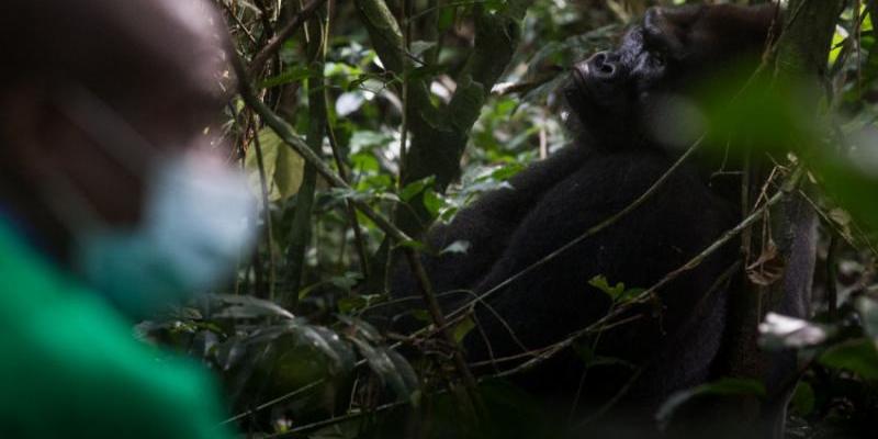 La pandemia paraliza la conservación de la naturaleza/ Jerome Starkey La conservación de la naturaleza paralizada