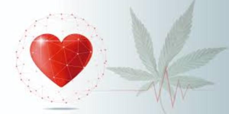 Consumir cannabis aumenta el riesgo de morir por enfermedades del corazón Consumo de cannabis y enfermedades cardiovasculares