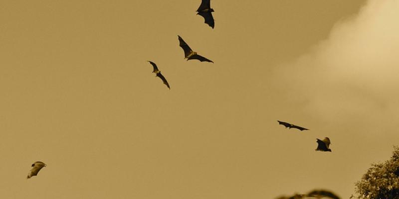 Murciélagos volando 
