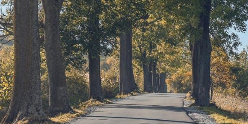 Naturaleza, aire contaminado / Pixabay Imagen de un bosque