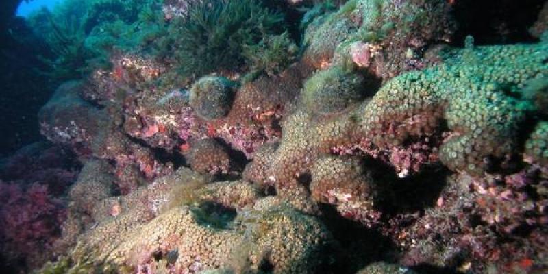 Corales del Mediterráneo