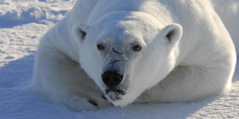 Mercurio | Foto de Rune Dietz Oso polar en el Ártico