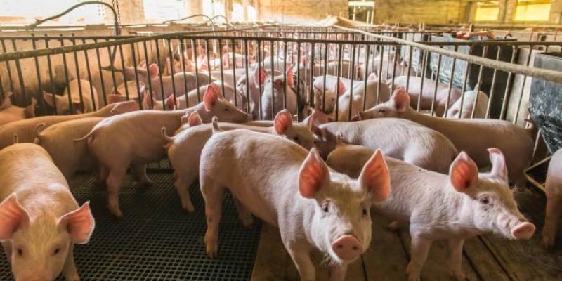 Contaminación de los acuíferos - Servimedia Cerdos
