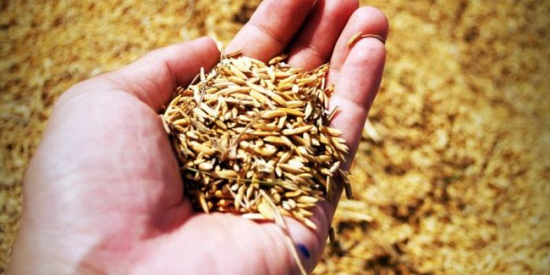El salvado de arroz, la capa exterior, es el sustrato óptimo para cultivar hongos que producen enzimas de interés | Foto de Pixabay/CSIC El salvado de arroz, la capa exterior, es el sustrato óptimo para cultivar hongos que producen enzimas de interés