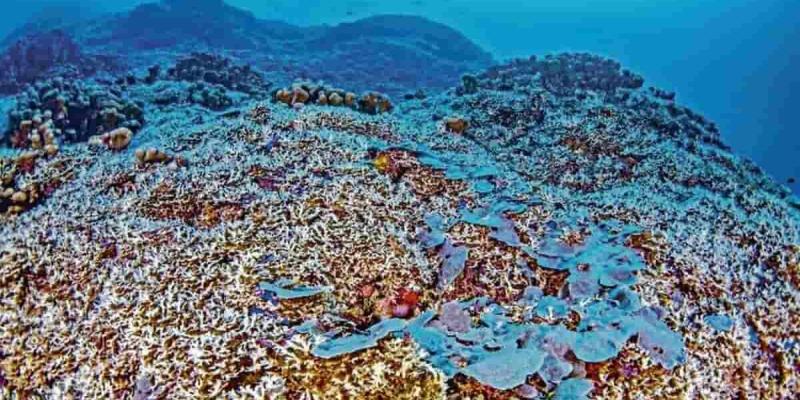 Imagen del coral/La Región Coral en las Islas Salomón
