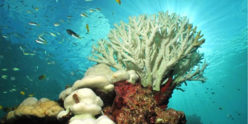Los corales del Caribe se mueren Corales caribeños