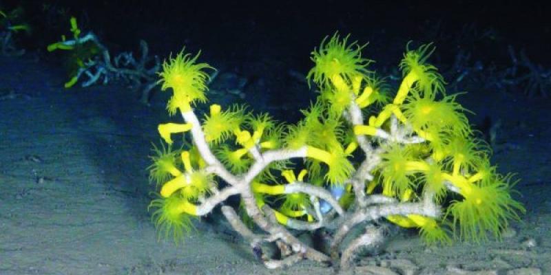 Corales amarillos en el Mar Mediterráneo