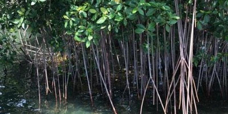 Conservación de los manglares e investigación de la influencia oceánica