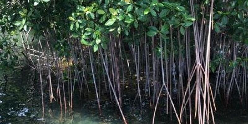 Manglares Conservación de los manglares e investigación de la influencia oceánica