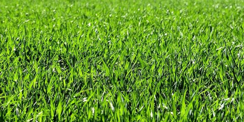 Cortar la hierba en primavera Hierba o césped / Pixabay