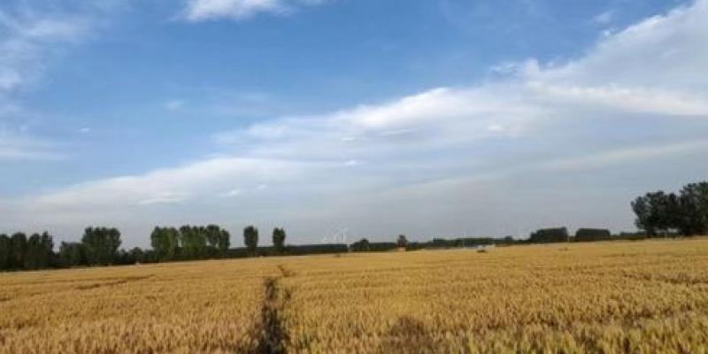 Trigo Campo de trigo