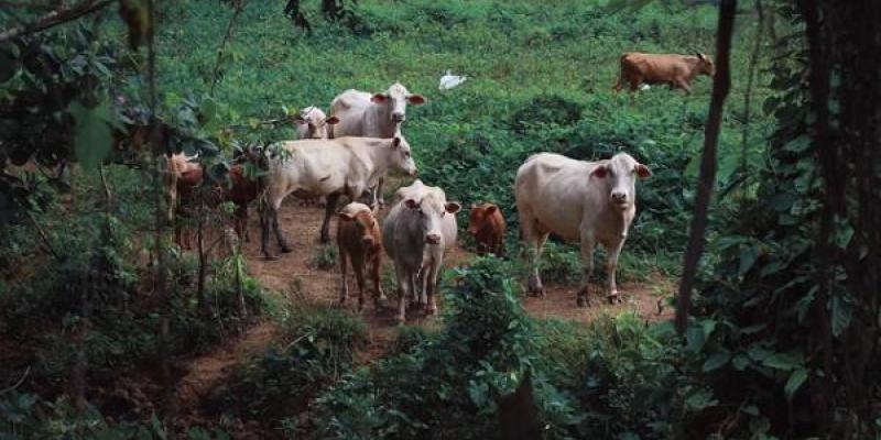 Covid de las vacas/ Pixabay Vacas