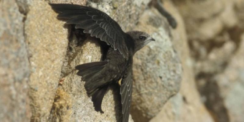 Las crías de vencejo y el verano/ Seo BirdLife Crías de vencejo en el suelo
