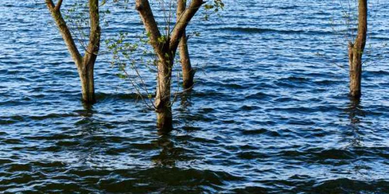 Árboles cubiertos por agua - Envato Elements Inundaciones