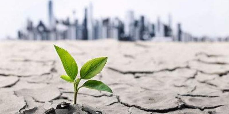El sector forestal y la crisis climática/ Google Crisis climática