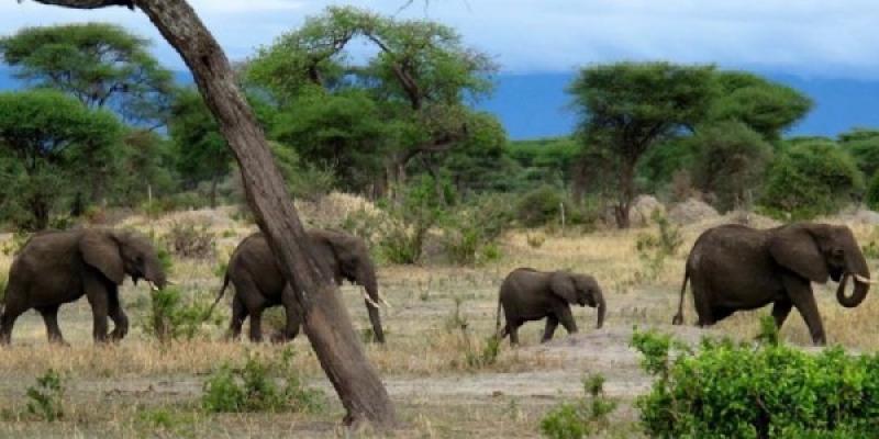 La crisis climática no da tregua/ ONU Elefantes de África