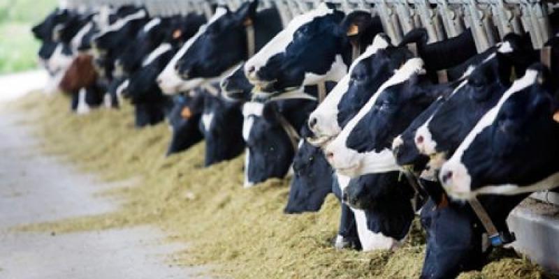 Imagen de Greenpeace Vacas en una granja