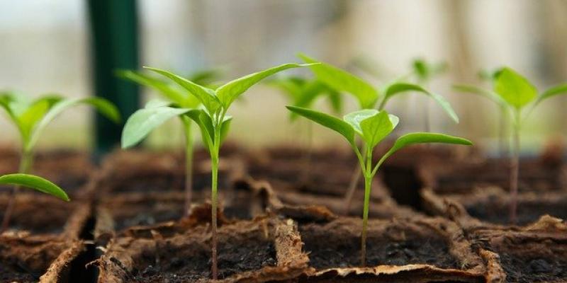 Plantas en crecimiento para el jardín