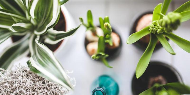 Cuidar de tus plantas es importante en verano - Pixabay La mejor forma de cuidar de tus plantas
