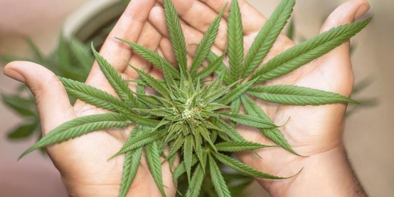 Cultivar cannabis en casa - Pexels Unas hojas de cannabis