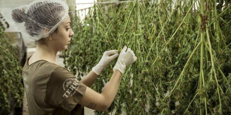 Chica en un cultivo indoor