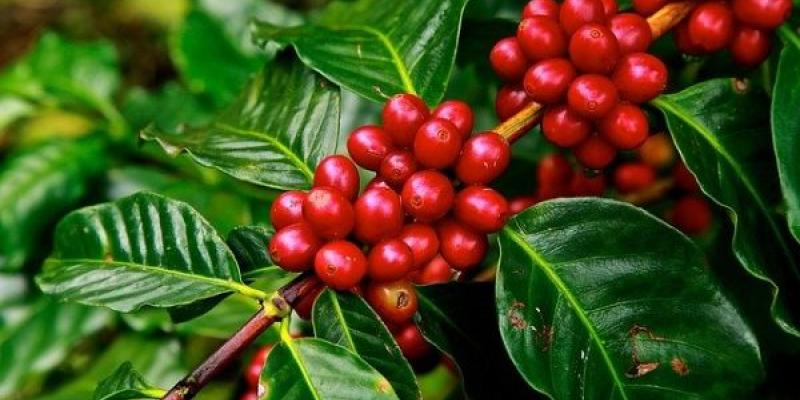 Los cultivos de café de algunas zonas del mundo se ven altamente amenazados Cultivos de café