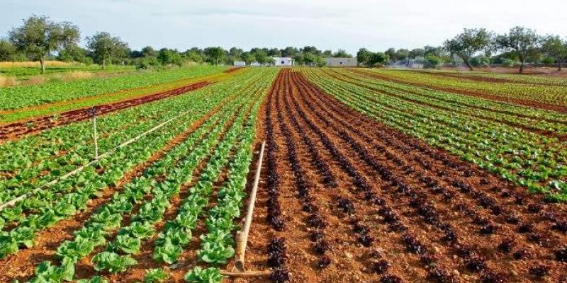 ¿Cómo están afectando las sequías y las olas de calor a los cultivos en Europa? Las sequías y las olas de calor han triplicado las pérdidas de cultivos en Europa