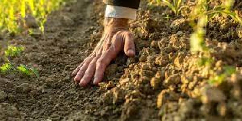 Mejorar la producción de cultivos orgánicos Cultivos orgánicos