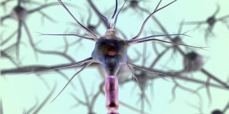 El deterioro cognitivo - Pixabay Fotografía microscópica de una neurona