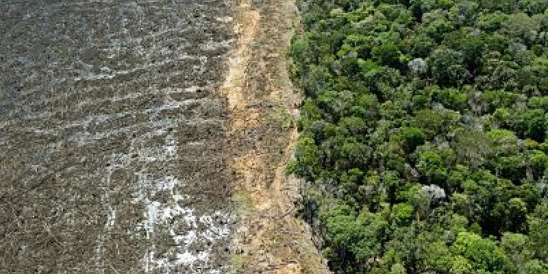El País Deforestación en la Amazonia brasileña