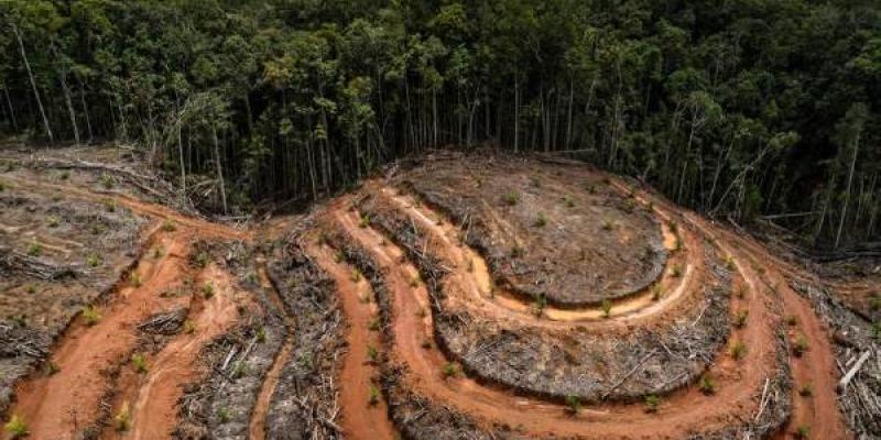 Deforestación mundial/ Greenpeace Ejemplo de deforestación