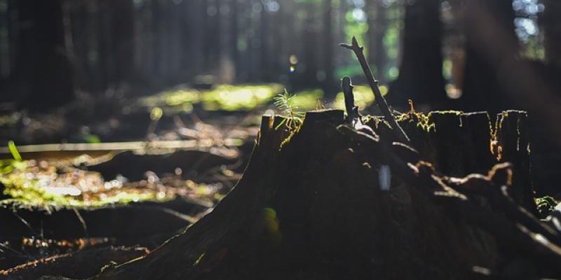 COPADE lucha contra la deforestación